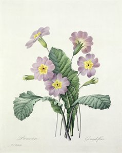 प्रिमुला (Primrose), बिसिन द्वारा उत्कीर्ण, &39;चॉइस ऑफ द मोस्ट ब्यूटीफुल फ्लावर्स&39;, 1827 से